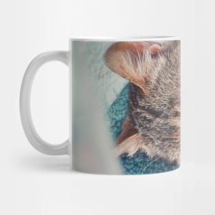 kitten laying Mug